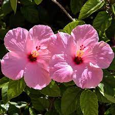 Popular searches near tampa, fl. Garden Center Flowers Trees Shrubs Tampa S Best Landscape Supply