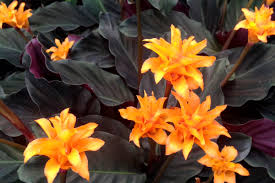 Inaspettato perché in effetti, a guardarlo, non si lo si crederebbe capace di una tale sorpresa. Fiori Arancioni Nomi