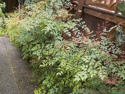 Tips for cutting back heavenly bamboo shrubs. Avoid The Evil Twin Look Alike Varieties Of These Garden Plants