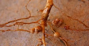 Image result for Rhizobium radiobacter, syn. Agrobacterium tumefaciens