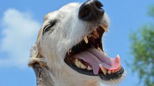 Hundehalter müssen dafür zu sorgen, dass ihre hunde in der zeit von ca. Hund Bellen Abgewohnen 7 Tipps Fur Mehr Ruhe Hundemagazin Net