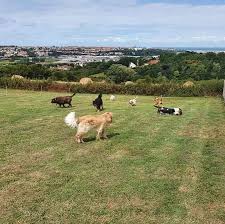 Peggy Bedu - Aux Bonheurs des Chiens - Toilettage & Pension