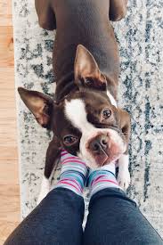 Why choose a cute dog name? 25 Best Girl Dog Names Cute Female Names For Dogs