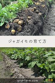 ボード 野菜の育て方 のピン