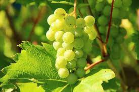 Can Hermit Crabs Eat Grapes Animal Hype