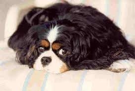 Syringomyelia Mri Screening Protocol For Cavalier King Charles Spaniels