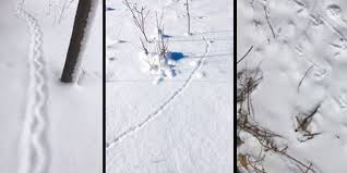 Maybe you would like to learn more about one of these? Match The Tracks Can You Id Which Animals Are Leaving Snow Tracks In Orangeville Caledon Toronto Com
