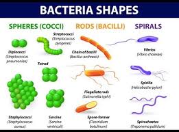 Colony Morphology Of Various Bacteria Laboratoryinfo Com