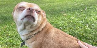 Second chance pet adoptions ретвитнул(а) durham bulls. Chihuahua Hates Men And Children Goes Viral On Facebook Meet Prancer