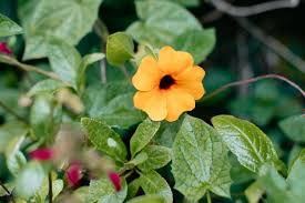 Image result for Thunbergia alata