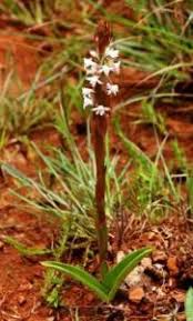 Image result for Satyrium chlorocorys