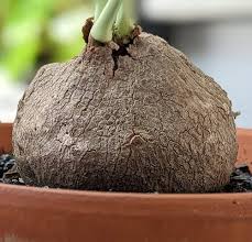 Image result for Salacia erecta