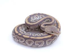 Axanthic Black Pewter Ball Python Ghost Black Pastel Cypress Honey Ball Python Male 2016m01 Bhb Reptiles Ball Python Pretty Snakes Python