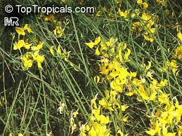 Image result for Aptosimum junceum