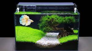 How To Grow Aquatic Plants In Aquarium Amazing Diy Aquascape For Betta Fish No Co2 Have Filter Betta Fish Tank Fish Aquarium Decorations Amazing Aquariums