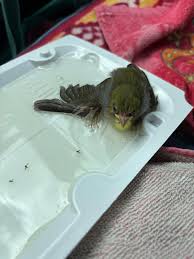 Hi everyone I'm trying to get rid of an ant problem