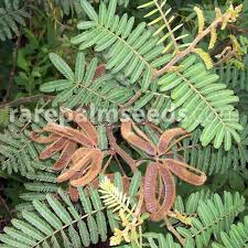 Image result for Mimosa pigra