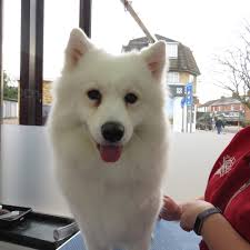 THE BEST 10 Pet Groomers in WINKFIELD ROW, UNITED KINGDOM