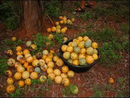 Image result for Strychnos madagascariensis