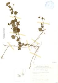 Image result for Sida veronicifolia