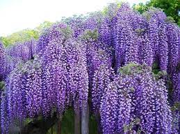 Wisteria Purple Wisteria Blue Moon Wisteria Wisteria Tree