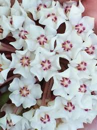 Image result for Hugonia elliptica