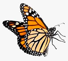 Transparent butterfly outline clipart free printable butterfly coloring pages hd png download kindpng. Butterfly Outline Clipart Transparent Background Monarch Butterfly Png Transparent Png Download Kindpng