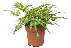 Image result for Rumohra adiantiformis