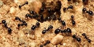 Ant Identification Guides Ant Control Extermination