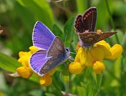 If you're wondering how to attract a specific kind of pollinator to your garden, like bees, butterflies and hummingbirds, here are some tips for you. Pin By Loreweasley On Farfalle Butterfly Photos Beautiful Butterflies Butterfly Flowers