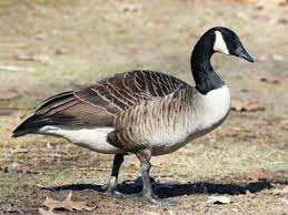 Coloring is essential to the overall development of a child. Canada Goose Identification All About Birds Cornell Lab Of Ornithology