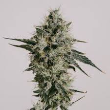 Robert Bergman's Favorite Cannabis Seeds