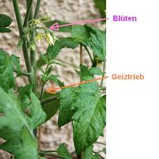 Die königsblüte wird ausgebrochen ,da dann ein besseres blattwerk entsteht und es später mehr früchte gibt.dazu ist es so leichter die paprika zu überwintern. Gartensaison Ist Immer Gartentipps Von Eva Schumann Tomaten Ausgeizen So Geht S