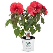 Image result for Hibiscus Red 2017 Vito