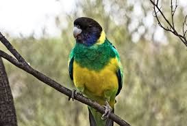 I do not own, i only upload for a reference to show up the different species an this amazing drawings. Australian Ringneck The Australian Museum