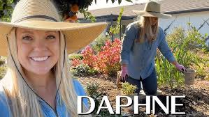 Daphne Odora (Winter Daphne)- the fragrant early-blooming shrub!