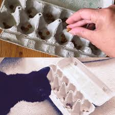 An Egg Carton Makes A Wonderful Level 1 Puzzle Feeder Diy Cat Toys Diy Cat Food Homemade Cat Toys