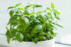 Basil plants for sale near me. Basil Archives Merrifield Garden Center