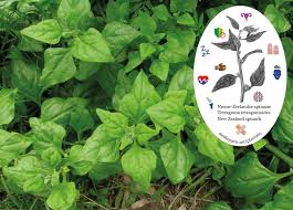 Image result for Tetragonia spicata