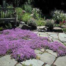 Creeping Thyme Magic Carpet Seeds Thymus Serpyllum 100seeds Etsy Creeping Thyme Red Creeping Thyme Thymus Serpyllum