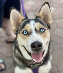 Maybe you would like to learn more about one of these? Dogs For Adoption Near Scottsdale Az Petfinder