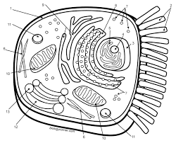 Cut out the organelles below, and glue them to. Learn The Parts Of The Animal Cell Coloring Biology Libretexts