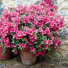 Amazon Com Cottage Hill Floramore Azalea Hot Pink 2 Piece Live Plant Blooms Garden Outdoor Pink Azaleas Plants Hardy Plants
