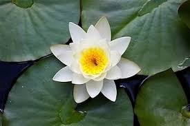 Image result for Nymphaea lotus