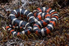 Image result for Monotes elegans