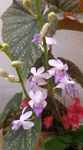 Image result for Begonia pulcherrima