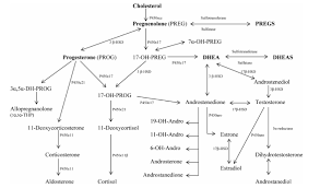 Pregnenolone The Importance Of Neurosteroids Neolife