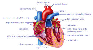Check spelling or type a new query. Ap Board Class 10 Biology Chapter 3 Transportation Important Questions