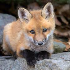 10 Shocking Animal Noises That Prove The World Is An Incredible Place Fox Pups Animals Animals Beautiful