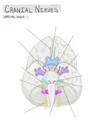 Maybe you would like to learn more about one of these? Nervous About Nerves A Review Of Cranial Nerves Maidoodles